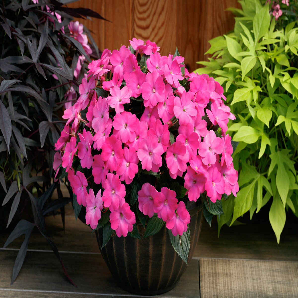Impatiens X Hybrida SunPatiens Compact Hot Pink Impatie SiteOne